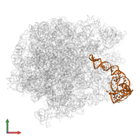 5S ribosomal RNA in PDB entry 5jvg, assembly 1, front view.