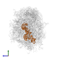 5S ribosomal RNA in PDB entry 5jvg, assembly 1, side view.
