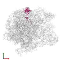 Large ribosomal subunit protein uL3 in PDB entry 5jvg, assembly 1, front view.