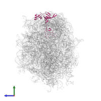 Large ribosomal subunit protein uL3 in PDB entry 5jvg, assembly 1, side view.