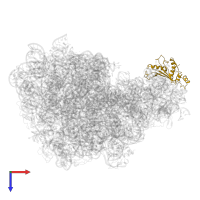 Large ribosomal subunit protein uL5 in PDB entry 5jvg, assembly 1, top view.