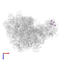 Large ribosomal subunit protein uL11 in PDB entry 5jvg, assembly 1, top view.