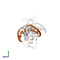 DNA (5'-D(*CP*CP*CP*TP*GP*CP*TP*GP*GP*CP*AP*AP*C)-3') in PDB entry 5k5j, assembly 1, side view.