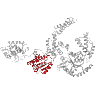 The deposited structure of PDB entry 5kne contains 6 copies of Pfam domain PF00004 (ATPase family associated with various cellular activities (AAA)) in Heat shock protein 104. Showing 1 copy in chain D.
