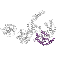 The deposited structure of PDB entry 5kne contains 6 copies of Pfam domain PF07724 (AAA domain (Cdc48 subfamily)) in Heat shock protein 104. Showing 1 copy in chain D.