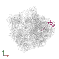 Large ribosomal subunit protein uL4 in PDB entry 5kps, assembly 1, front view.
