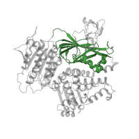 The deposited structure of PDB entry 5kyn contains 2 copies of CATH domain 2.60.40.1670 (Immunoglobulin-like) in Protein transport protein Sec23A. Showing 1 copy in chain A.