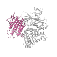 The deposited structure of PDB entry 5kyn contains 2 copies of Pfam domain PF04811 (Sec23/Sec24 trunk domain) in Protein transport protein Sec23A. Showing 1 copy in chain A.