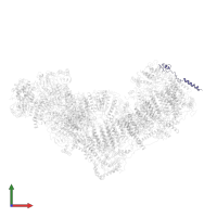 NADH dehydrogenase [ubiquinone] 1 beta subcomplex subunit 3, NDUFB3 in PDB entry 5ldx, assembly 1, front view.