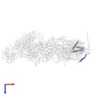 NADH dehydrogenase [ubiquinone] 1 beta subcomplex subunit 10 in PDB entry 5ldx, assembly 1, top view.