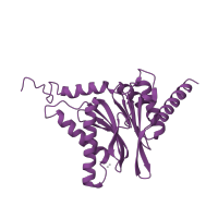 The deposited structure of PDB entry 5lf3 contains 2 copies of CATH domain 3.60.20.10 (Glutamine Phosphoribosylpyrophosphate, subunit 1, domain 1) in Proteasome subunit alpha type-4. Showing 1 copy in chain B.