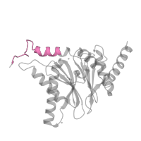 The deposited structure of PDB entry 5lf3 contains 2 copies of Pfam domain PF10584 (Proteasome subunit A N-terminal signature) in Proteasome subunit alpha type-7. Showing 1 copy in chain Q.