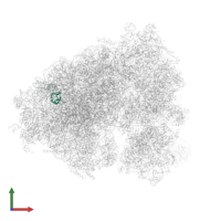 Large ribosomal subunit protein eL33 in PDB entry 5lks, assembly 1, front view.