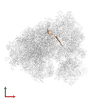Large ribosomal subunit protein eL34 in PDB entry 5lks, assembly 1, front view.