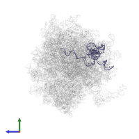 5.8S ribosomal RNA in PDB entry 5lks, assembly 1, side view.