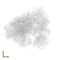 Large ribosomal subunit protein eL39 in PDB entry 5lks, assembly 1, front view.