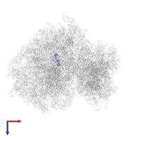 Large ribosomal subunit protein eL42 in PDB entry 5lks, assembly 1, top view.