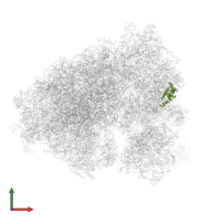 Small ribosomal subunit protein uS4 in PDB entry 5lks, assembly 1, front view.