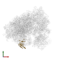 Large ribosomal subunit protein uL18 in PDB entry 5lks, assembly 1, front view.