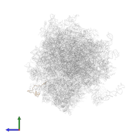 Ubiquitin-ribosomal protein eS31 fusion protein in PDB entry 5lks, assembly 1, side view.