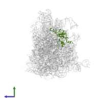 Small ribosomal subunit protein eS4A in PDB entry 5ll6, assembly 1, side view.