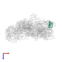 Small ribosomal subunit protein uS9 in PDB entry 5lmn, assembly 1, top view.