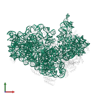 16S ribosomal RNA in PDB entry 5lms, assembly 1, front view.