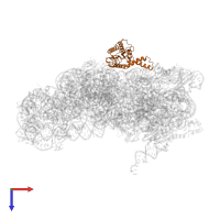 Small ribosomal subunit protein uS2 in PDB entry 5lms, assembly 1, top view.