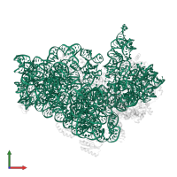 16S ribosomal RNA in PDB entry 5lmt, assembly 1, front view.