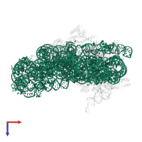16S ribosomal RNA in PDB entry 5lmt, assembly 1, top view.
