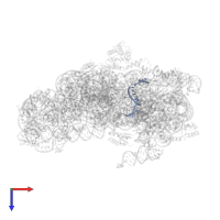 Messenger RNA in PDB entry 5lmu, assembly 1, top view.