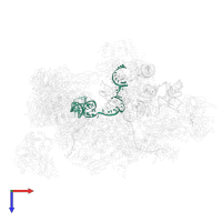 U2 snRNA in PDB entry 5lqw, assembly 1, top view.