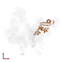 U5 snRNA in PDB entry 5lqw, assembly 1, front view.