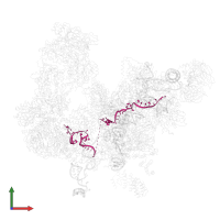 actin pre-mRNA in PDB entry 5lqw, assembly 1, front view.