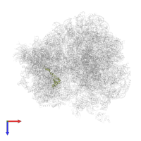 Small ribosomal subunit protein uS12A in PDB entry 5lyb, assembly 2, top view.