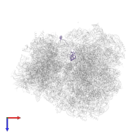 Large ribosomal subunit protein eL24A in PDB entry 5lyb, assembly 1, top view.