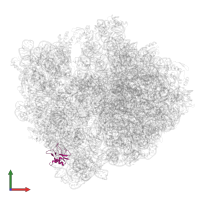Small ribosomal subunit protein bS16 in PDB entry 5lze, assembly 1, front view.