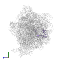 Large ribosomal subunit protein uL2 in PDB entry 5lze, assembly 1, side view.