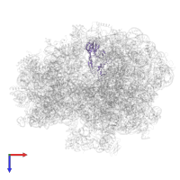 Large ribosomal subunit protein uL2 in PDB entry 5lze, assembly 1, top view.