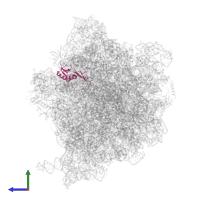 Large ribosomal subunit protein uL16 in PDB entry 5lze, assembly 1, side view.