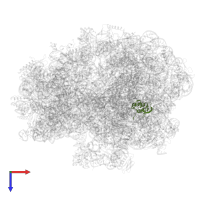 Large ribosomal subunit protein bL17 in PDB entry 5lze, assembly 1, top view.