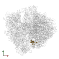 Large ribosomal subunit protein bL19 in PDB entry 5lze, assembly 1, front view.