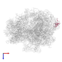 Large ribosomal subunit protein uL24 in PDB entry 5lze, assembly 1, top view.