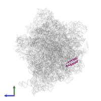 Large ribosomal subunit protein uL29 in PDB entry 5lze, assembly 1, side view.