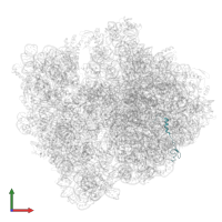 Large ribosomal subunit protein bL32 in PDB entry 5lze, assembly 1, front view.