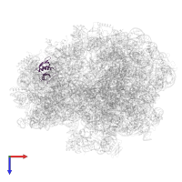 Small ribosomal subunit protein uS8 in PDB entry 5lze, assembly 1, top view.