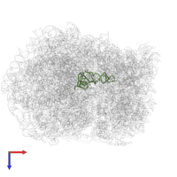 P-site tRNA in PDB entry 5lzx, assembly 1, top view.