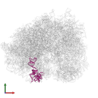5S ribosomal RNA in PDB entry 5lzx, assembly 1, front view.