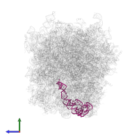 5S ribosomal RNA in PDB entry 5lzx, assembly 1, side view.