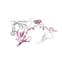The deposited structure of PDB entry 5lzz contains 1 copy of Pfam domain PF03947 (Ribosomal Proteins L2, C-terminal domain) in Large ribosomal subunit protein uL2. Showing 1 copy in chain A.
